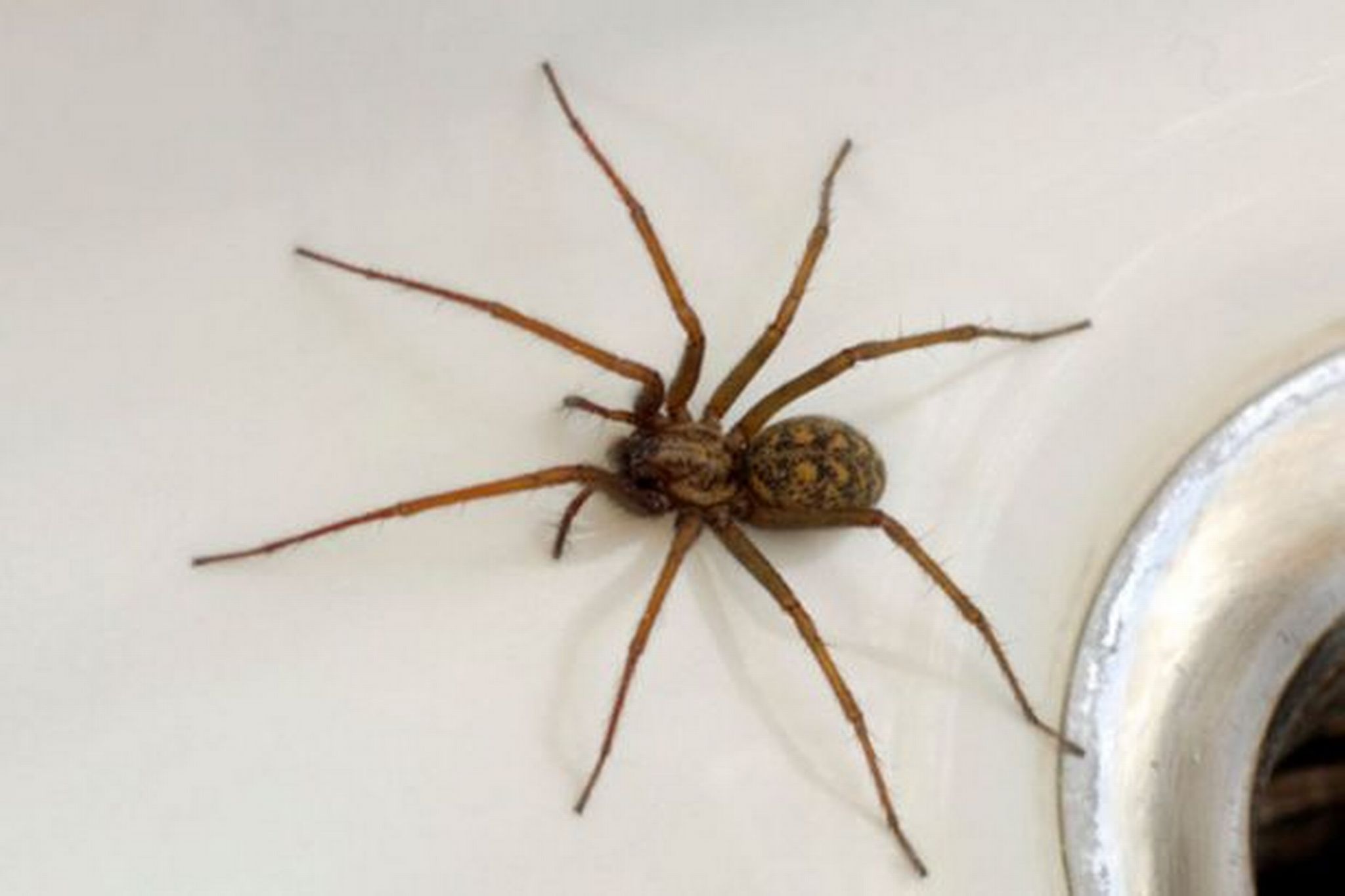 10 spiders you’re likely to find in your home